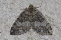 Hydriomena furcata