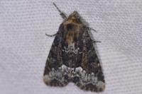 Oligia