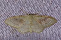 Idaea rubraria