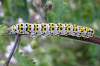 Cucullia verbasci