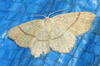 Cyclophora punctaria