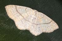 Cyclophora ruficiliaria
