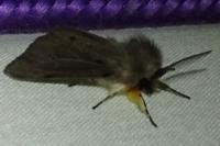 Diaphora mendica