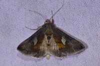 Autographa bractea