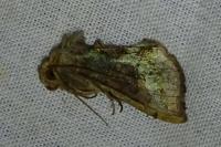 Diachrysia chrysitis