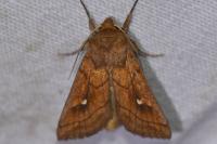 Mythimna conigera