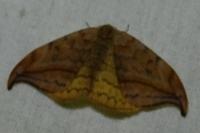 Drepana curvatula