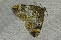 Dysstroma truncata