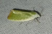 Earias clorana