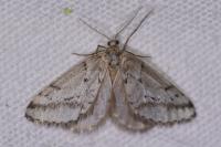 Eumannia oranaria