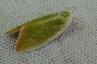 Earias clorana
