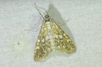 Elophila nymphaeata