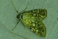 Elophila nymphaeata