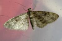 Eupithecia