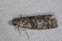 Sciota hostilis
