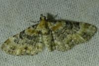 Eupithecia linariata/pulchellata/pyreneata
