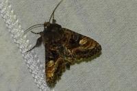 Euplexia lucipara