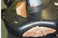 Hylaea fasciaria