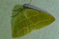 Hylaea fasciaria