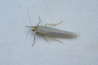 Eilema caniola
