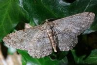 Hypomecis punctinalis