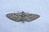 Eupithecia oxycedrata