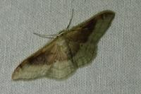 Idaea degeneraria