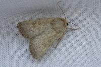 Hoplodrina ambigua
