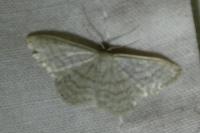 Idaea subsericeata