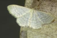 Idaea subsericeata