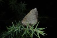Odontognophos dumetata