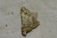 Macaria alternata