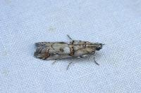 Pempelia palumbella