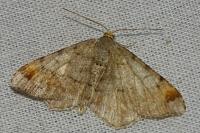 Macaria liturata