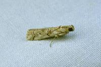 Pempelia palumbella