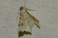 Macaria notata