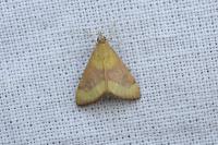 Pyrausta castalis