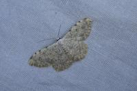 Scopula submutata roseonitens