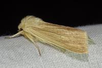 Mythimna impura