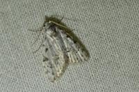 Nola confusalis