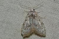 Nola confusalis