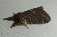 Notodonta dromedarius