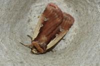 Ochropleura plecta