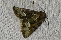 Oligia strigilis/versicolor