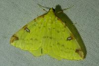 Opisthograptis luteolata