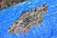 Peribatodes rhomboidaria rhomboidaria