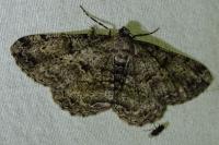 Peribatodes rhomboidaria rhomboidaria