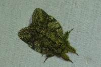 Peridea anceps