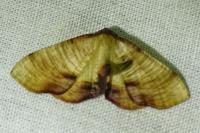 Plagodis dolabraria