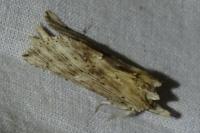 Pterostoma palpina